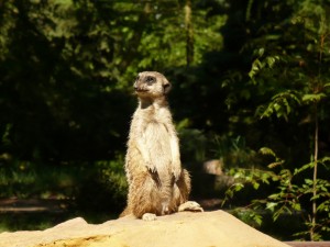 P1020211